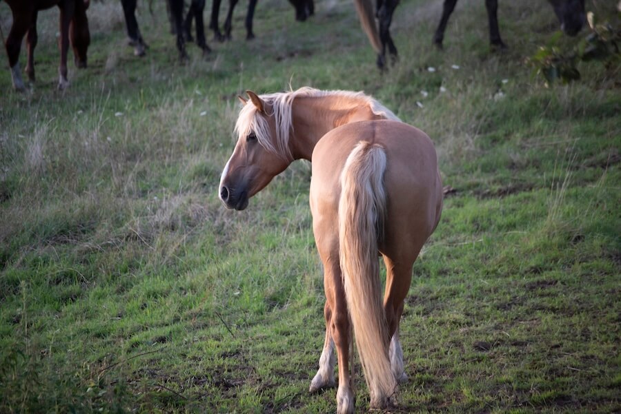 pferde offenstal und weidehaltung bad soden